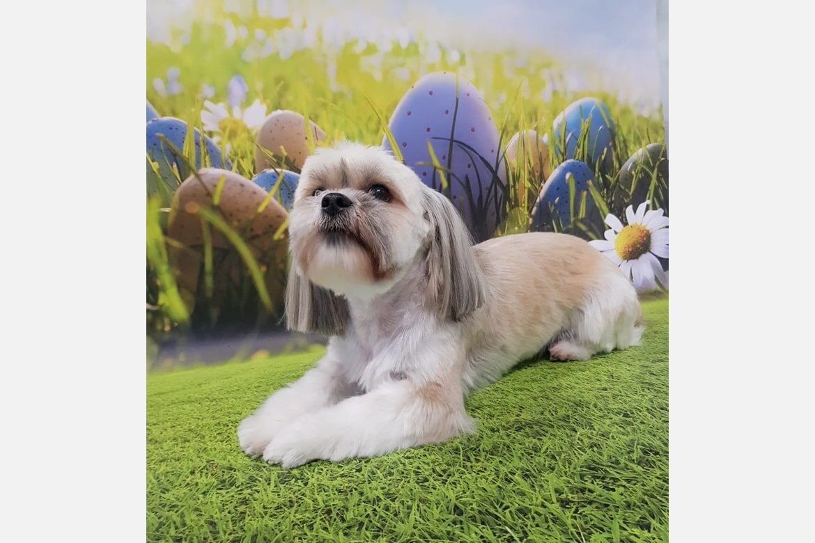 GAL_Lhasa_Apso_Leja_Po3